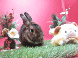 141214f2.gif