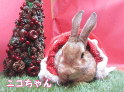 141214i1.gif