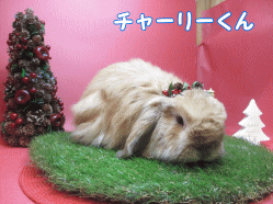 141214k1.gif