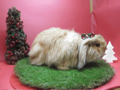 141214k2.gif