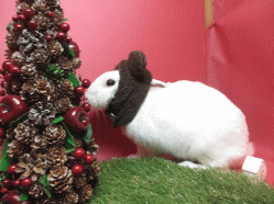 141215b.gif