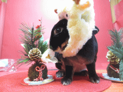 141215d.gif