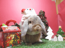 141215f.gif