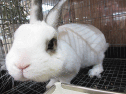 141216f.gif