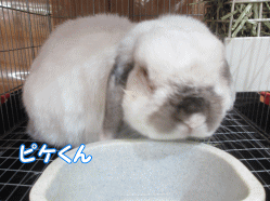 141216m.gif