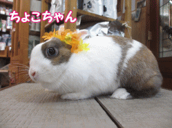 141218a.gif