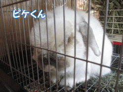 141218k.gif