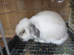 141218l.gif