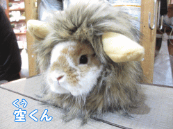 141219b1.gif