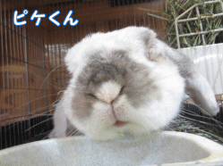 141219c1.gif