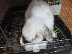 141219c2.gif