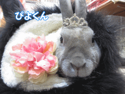 141220c.gif