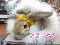 141220g.gif