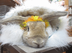 141220h.gif