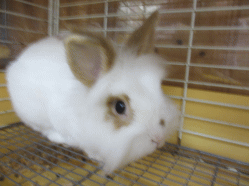 141220l.gif