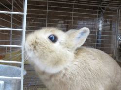 141220n.gif