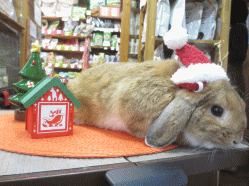 141221a2.gif