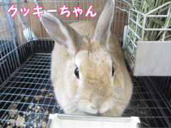 141221i1.gif