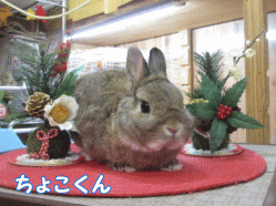 141223a1.gif
