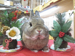 141223a2.gif