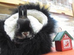 141223b2.gif