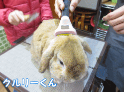 141223e1.gif