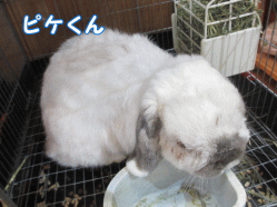 141223f1.gif