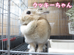 141223g1.gif