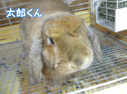 141225c.gif