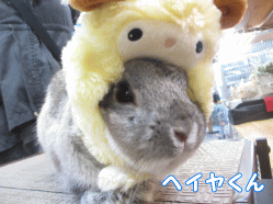 141226c.gif