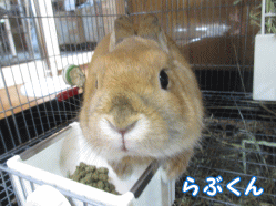 141226g.gif
