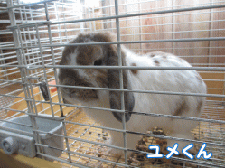141226i.gif