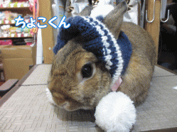 141227c.gif