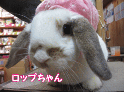 141227f.gif