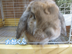 141227k.gif
