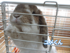 141227l.gif