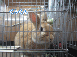 141227n.gif