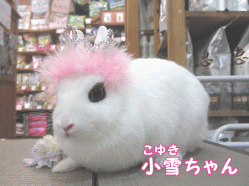 141228a1.gif