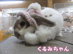 141228c1.gif