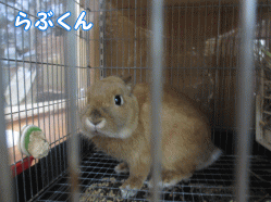 141228d1.gif