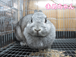 141228e1.gif