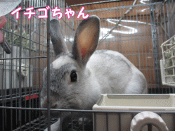 141228f1.gif