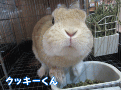 141228i1.gif