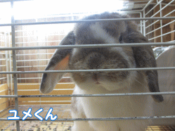 141228m1.gif