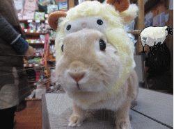 141229b.gif