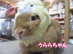 141229c.gif