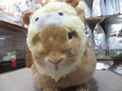 141229d.gif