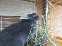 141229f.gif