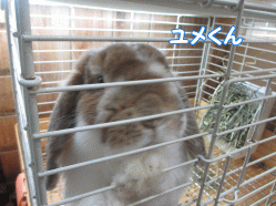 141229k.gif