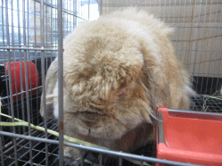 141229p.gif